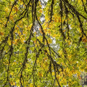 USA, Washington State, Seabeck. Looking up at bigleaf maple branches