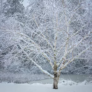 USA, Washington State, Seabeck. Snow-covered birch tree