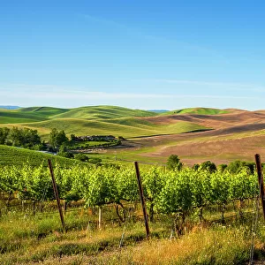 USA, Washington State, Walla Walla. The estate vineyard of Spring Valley Vineyard is bordered by historic wheatfields north of Walla Walla. (Editorial Use Only)