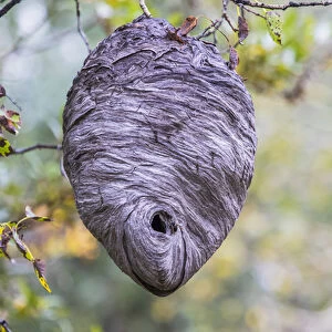 USA, Wyoming, Sublette County, a hornets nest hangs from a tree in the autumn