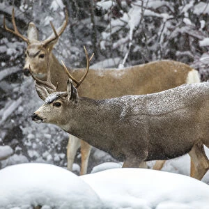 USA, Wyoming, Sublette County, two mule deer bucks come to a river crossing in a