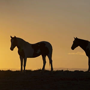 USA, Wyoming. Wild horses silhouetted at sunset
