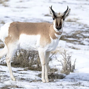 Usa, Wyoming, Yellowstone National Park. Male pronghorn