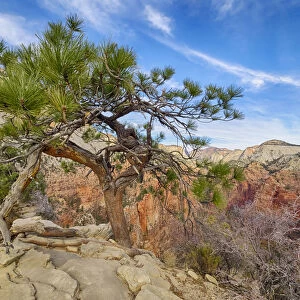 Utah, Zion National Park, Zion Canyon, tree on Angels Landing