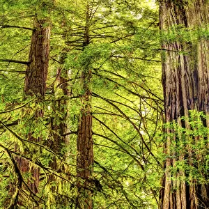 Vertical panoramic of giant Redwood trees in Redwood National Park, California