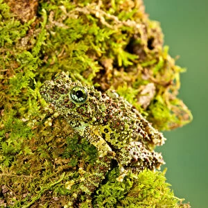 Vietnamese Mossy Frog, Theloderma corticale, Native to Vietnam