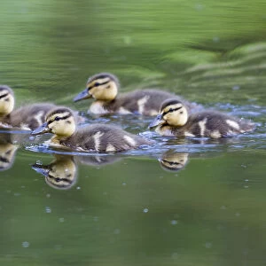 WA, Mercer Slough, Wood Duck ducklings (Aix Sponsa)