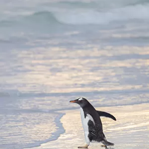 Walking to enter the sea during early morning. Gentoo penguin in the Falkland Islands in