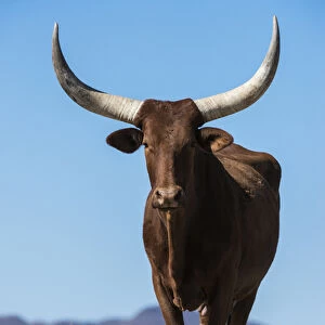 Watusi cattle, Private game ranch, Great Karoo, SOUTH AFRICA