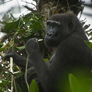 Western lowland gorilla (Gorilla gorilla gorilla), Ngaga Odzala - Kokoua National Park