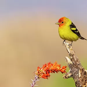 Cardinals And Grosbeaks Collection: Western Tanager