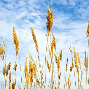 Wheat blowing in the wind