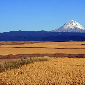 Wheat fields with Mt. Hood in background, Oregon