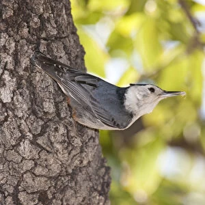 White Breasted Nuthatch Sitta carolinensis South East Arizona