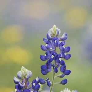 Wildflower field with Texas Bluebonnet (Lupinus texensis), Comal County, Hill Country