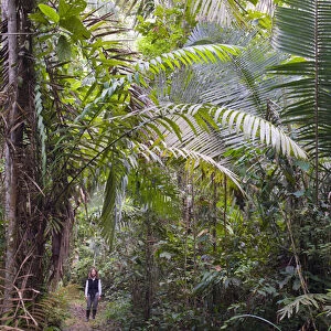 Woman in rainforest, Left- Acai Palm, right- Chapaja Palm, UNESCO Biosphere Reserve