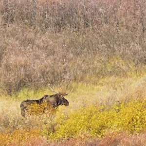 Wyoming, Grand Teton National Park. Willow Flats, bull moose
