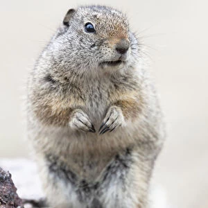 Yellowstone National Park, Richardsons ground squirrel