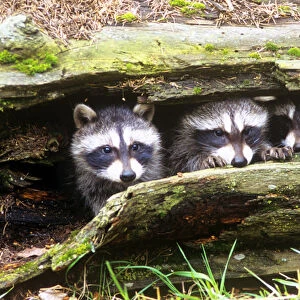 Three Young Raccoons in a Hollow Log