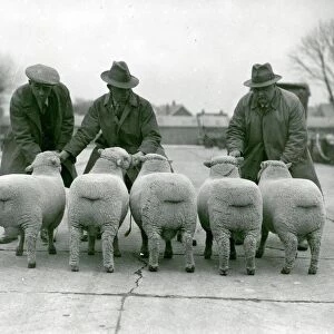 Sheep Collection: Southdown Sheep