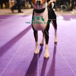 : Crufts 2016
