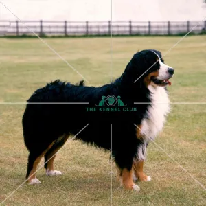 Bernese Mountain Dog