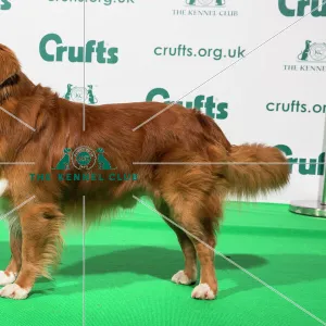 Best of Breed Nova Scotia Duck Tolling Retriever Crufts 2020