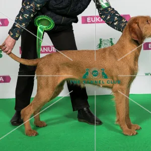 : Crufts 2019
