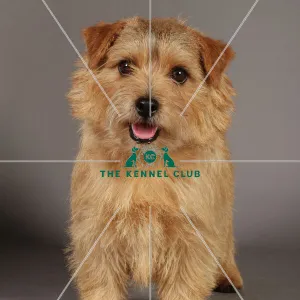 : Crufts Studio Images