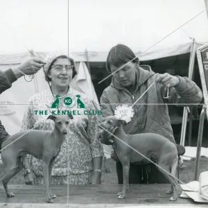 : Vintage Dog Showing