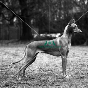 Pharaoh Hound