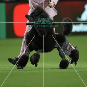 Philip Langdon with their Poodle, called Jake, in the 150th Anniversary Class today (Thursday 09.03.2023) at Crufts 2023