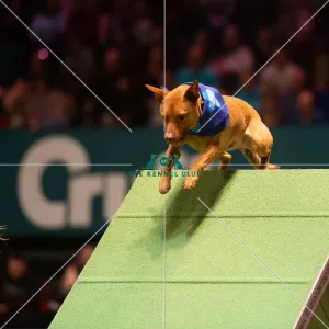 : Crufts 2020