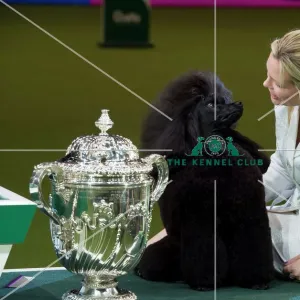 : Crufts 2017