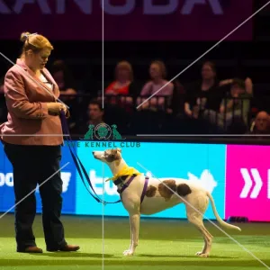 Scruffts Final - winner
