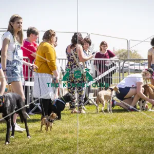 : Scruffts 2019