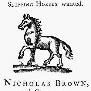 Advertisement by Nicholas Brown and Company for the purchase of horses (Narragansett pacers) to be shipped to Suriname, the Dutch colony in South America. Published by William Goddard, 7 January 1764