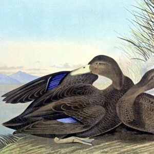 AMERICAN BLACK, OR DUSKY, Duck (Anas rubripes). Lithograph, 1858, by John James Audubon