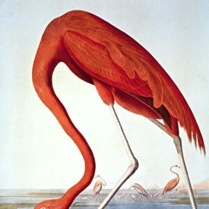 Flamingos Collection: Related Images