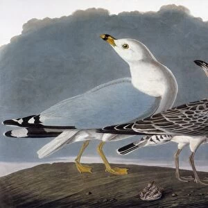 AUDUBON: GULL. Ring-billed gull, or common gull (Larus canus), from John James Audubons The Birds of America, 1827-1838
