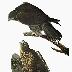 AUDUBON: GYRFALCON. Black, or Labrador, Gyrfalcon (Falco rusticolus)