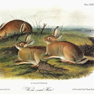 AUDUBON: RABBIT. Wormwood hare (Sylvilagus nuttallii artemesia), a subspecies of