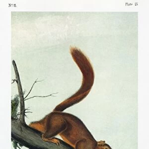 AUDUBON: SQUIRREL. Western fox squirrel (Sciurus niger rufiventer). Lithograph