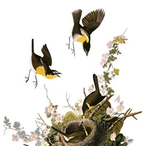 Honeyeaters Collection: Yellow Chat