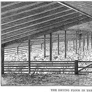 AUSTRALIA: SHEEP STATION. The drying floor in the shearing shed, containing 1, 500 sheep, enough for one days shearing at the sheep station at Collaroy, New South Wales. Wood engraving, 1872
