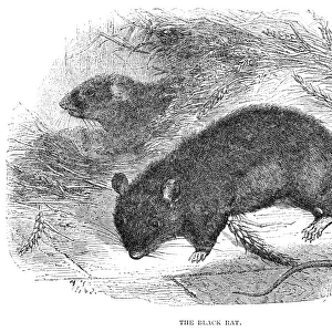 BLACK RAT. Wood engraving, 19th century