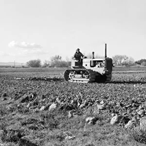 CALIFORNIA: FARMING, 1939. Farmer tilling a potato field with a tractor in California