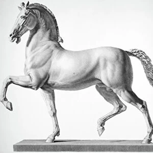 CANOVA: HORSE. Model of a colossal horse by Antonio Canova (1757-1822). Steel engraving, 19th century