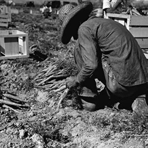 CARROT PULLER, 1937. A carrot puller harvesting a field in the Coachella Valley, California