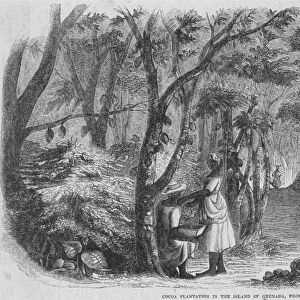 COCOA PLANTATION on Grenada in the West Indies: wood engraving, 1856